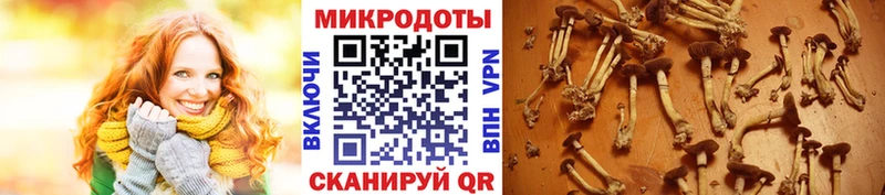 купить закладку  Лабытнанги  Псилоцибиновые грибы MAGIC MUSHROOMS 